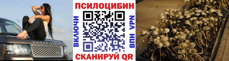 где купить наркоту  Исилькуль  Псилоцибиновые грибы Psilocybe 